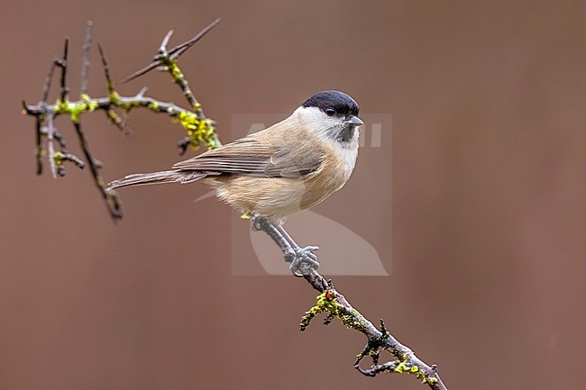 Marsh Tit (Poecile palustris) in Italy. stock-image by Agami/Daniele Occhiato,