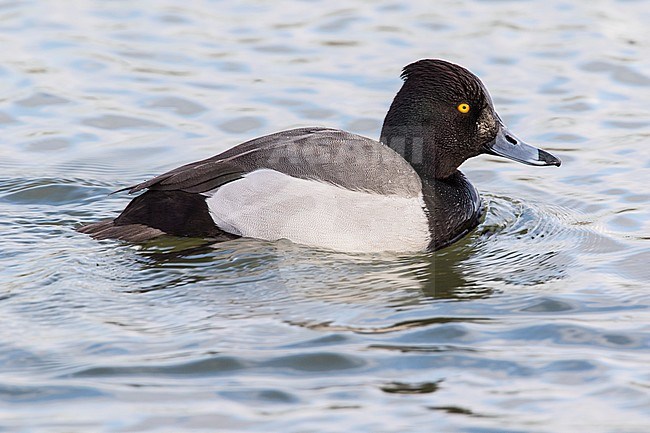 Hybride Kuifeend x Tafeleend, Hybrid Tufted Duck x Common Pochard stock-image by Agami/Wil Leurs,