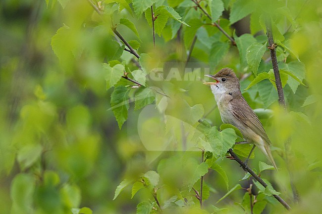 Thick-billed Warbler, Arundinax aedon aedon, Russia (Baikal), adult stock-image by Agami/Ralph Martin,