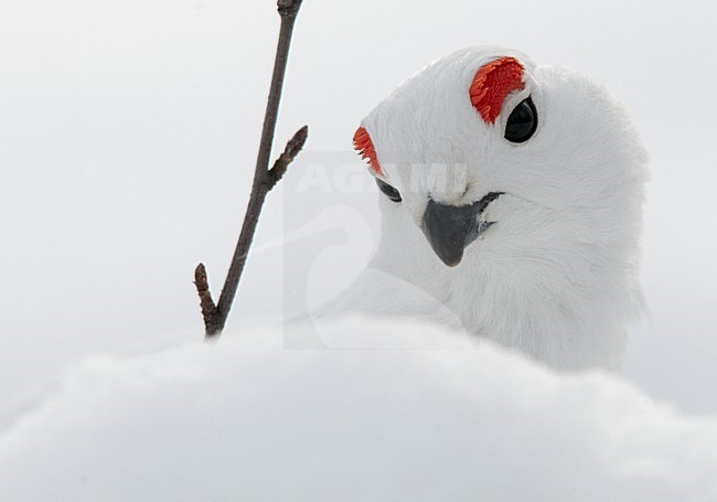 Winter kleed Moerassneeuwhoen in de sneeuw, Winter plumage Willow Ptarmigan in snow stock-image by Agami/Markus Varesvuo,