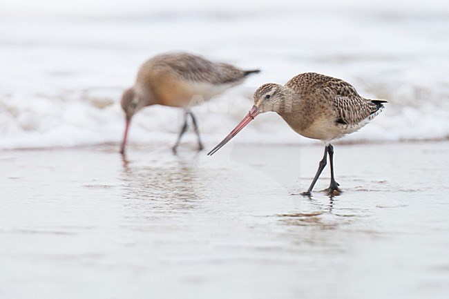 Eerste winter Rosse Grutto foeragerend op het strand; First winter Bar-tailed Godwit foraging on the beach stock-image by Agami/Arnold Meijer,