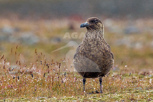 This adult Bonxie is sitting along the shore of the JÃ¶kulsÃ¡rlÃ³n lake in Austurland, Iceland. stock-image by Agami/Vincent Legrand,