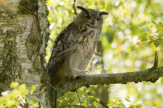 Oehoe zittend in een boom; Eurasian Eagle Owl perched in a tree stock-image by Agami/Han Bouwmeester,