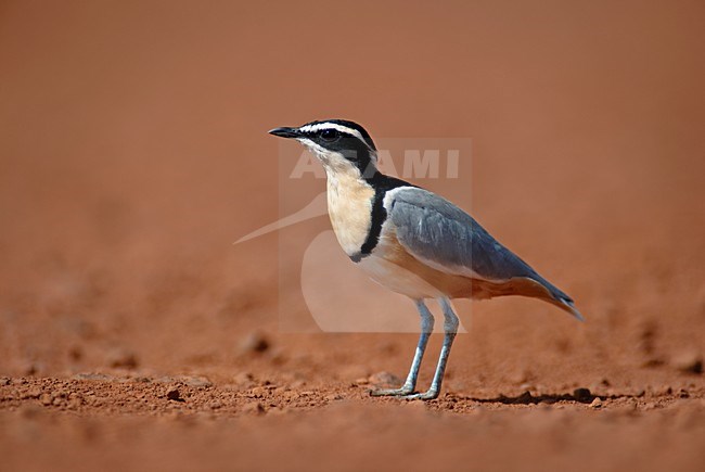 Krokodilwachter, Egyptian Plover stock-image by Agami/Marten van Dijl,