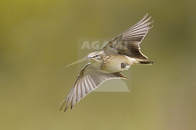 Tawny Pipit, Anthus campestris, in Italy. stock-image by Agami/Daniele Occhiato,