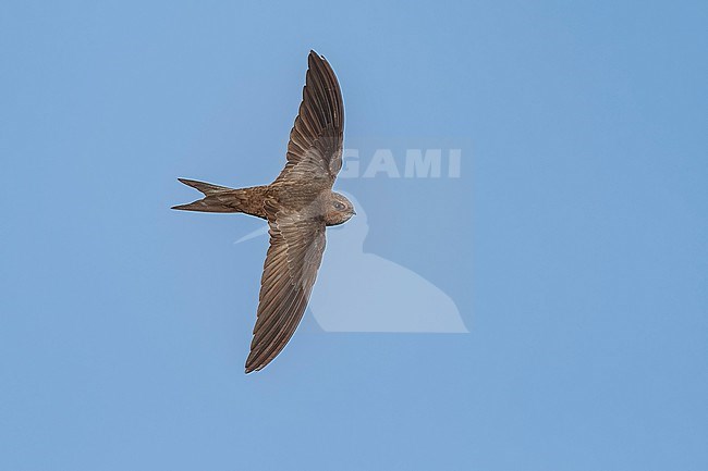 Plain Swift (Apus unicolor) flying over a ridge in mountain, Madeira. stock-image by Agami/Vincent Legrand,