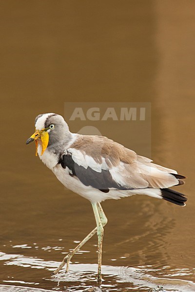 White-crowned Lapwing (Vanellus albiceps) in South Africa. stock-image by Agami/Wil Leurs,