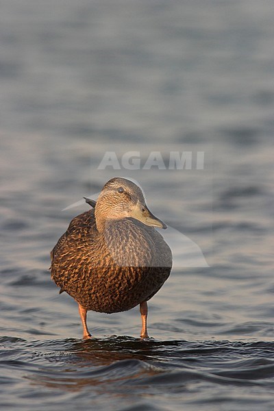 Amerikaanse Zwarte Eend, American Black Duck stock-image by Agami/Glenn Bartley,