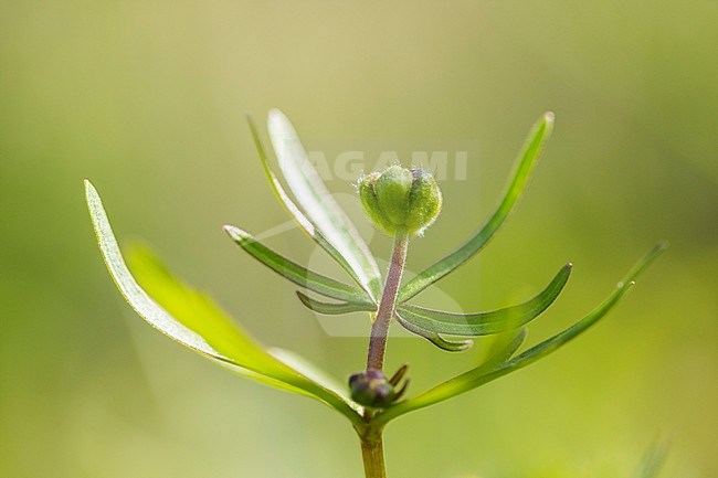 Goldilocks buttercup flower buds stock-image by Agami/Wil Leurs,