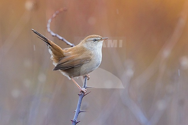 Cetti's Warbler, Cettia cetti, perched on a twig in Italy. stock-image by Agami/Daniele Occhiato,