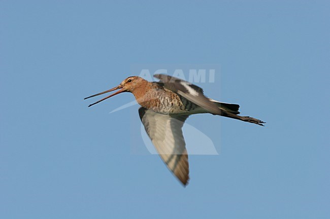 Black-tailed Godwit calling in flyght Netherlands, Grutto roepend in vlucht Nederland stock-image by Agami/Menno van Duijn,