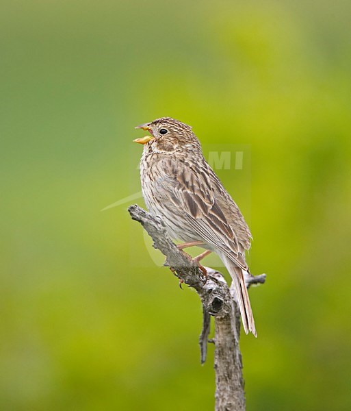 Grauwe Gors zingend vanaf een tak; Corn Bunting singing from a branch stock-image by Agami/Markus Varesvuo,