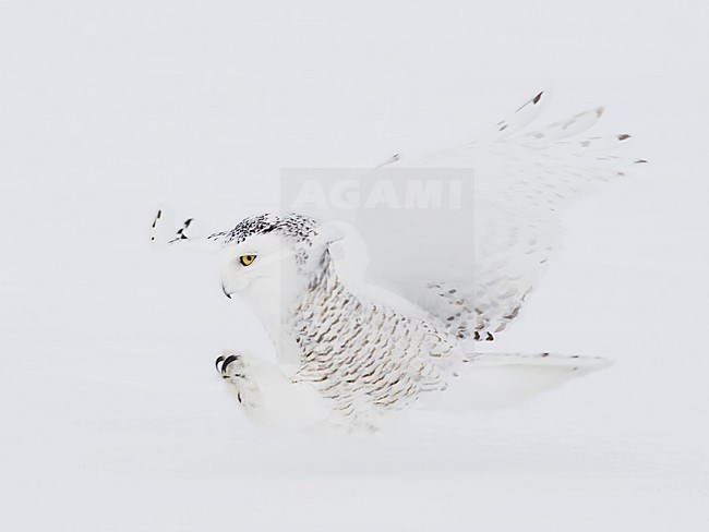 Sneeuwuil jagend, Snowy Owl hunting stock-image by Agami/David Hemmings,