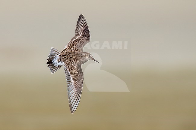 Adult breeding
Galveston Co., TX
May 2023 stock-image by Agami/Brian E Small,