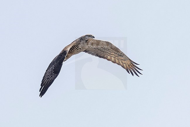 Female Crested Honey Buizzard (Pernis ptilorhyncus) flying over Abşeron Milli Parkı-Absheron National Park , Azerbijan. stock-image by Agami/Vincent Legrand,