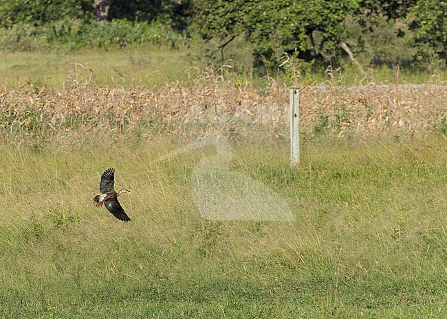 Female-type Knob-billed Duck, Sarkidiornis melanotos, in flight at Arabuko-Sokoke Forest--Elephant Swamp Coast, Kenya. stock-image by Agami/Yoav Perlman,