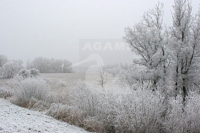 Lepelaarplassen Almere Netherlands covered in hoar-frost; Lepelaarplassen Almere Nederland bedekd met rijp stock-image by Agami/Karel Mauer,