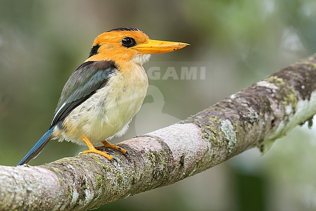 Yellow-billed Kingfisher (Syma torotoro) perched on a branch in Papua New Guinea. stock-image by Agami/Glenn Bartley,