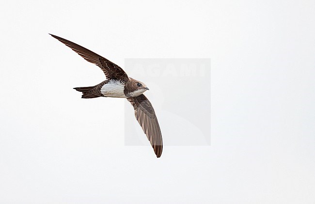 Alpine Swift (Apus melba) in flight in Spain. stock-image by Agami/Ran Schols,