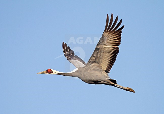 White-naped Crane in vlucht, Witnekkraanvogel in flight stock-image by Agami/Pete Morris,