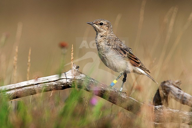 Tapuit geringd; Northern Wheatear banded stock-image by Agami/Harvey van Diek,