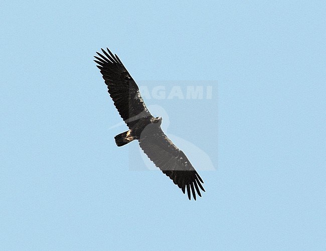 Spanish Imperial Eagle (Aquila adalberti) flying in Spanish sky stock-image by Agami/Rene Pop ,