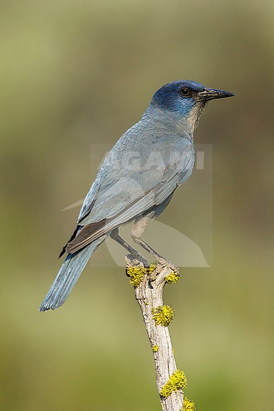 Adult Pinyon Jay (Gymnorhinus cyanocephalus) perched in a tree in Lake County, Oregon, USA. stock-image by Agami/Brian E Small,