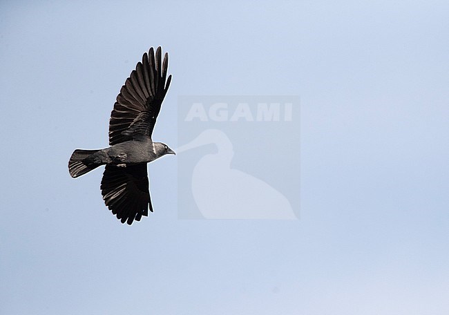 Eurasian Jackdaw (Corvus monedula soemmerringii) in flight during autumn migration along the Bulgarian Black Sea coast. Turning away in mid-air. stock-image by Agami/Marc Guyt,