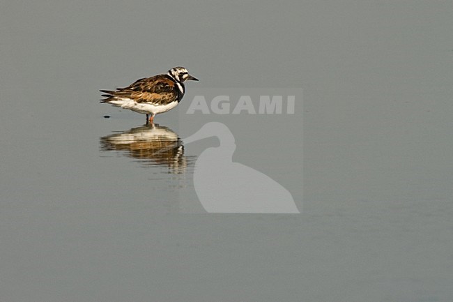 Steenloper in zit; Ruddy Turnstone perched stock-image by Agami/Martijn Verdoes,