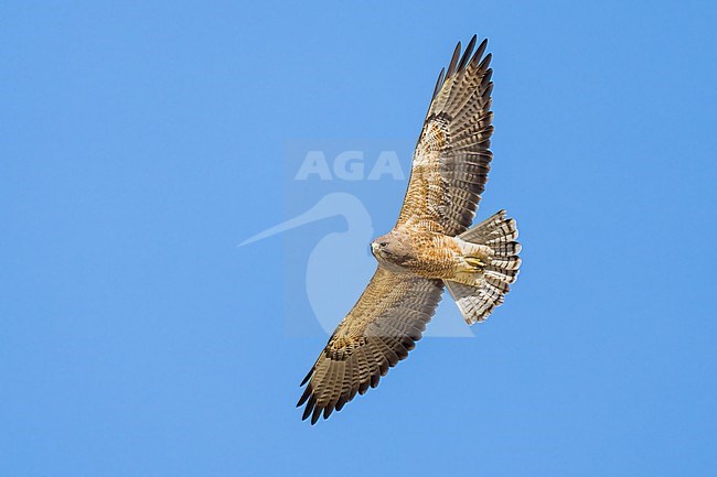 Adult (intermediate morph)
San Diego Co., CA
April 2023 stock-image by Agami/Brian E Small,