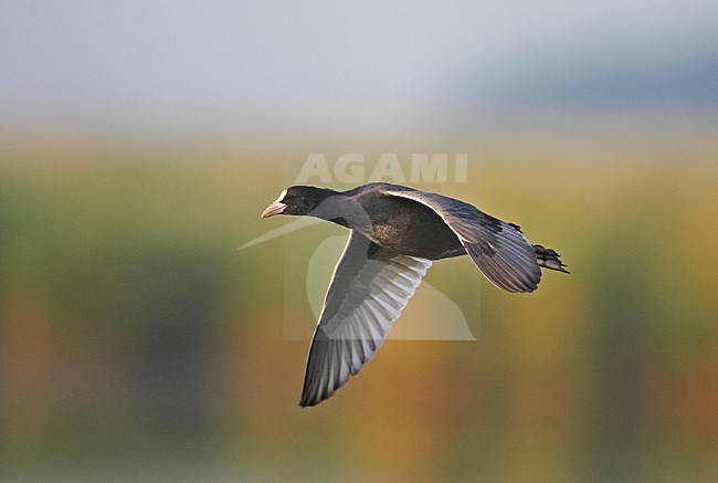 Meerkoet in vlucht; Eurasian Coot in flight stock-image by Agami/Markus Varesvuo,