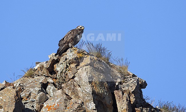 Adult female Rough-legged Buzzard (Buteo lagopus) at breeding site at Varanger, Norway. Perched on a cliff edge. stock-image by Agami/Helge Sorensen,