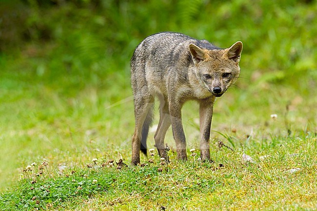 Crab-Eating Fox (Cerdocyon thous) in Colombia. Also known as the forest fox, wood fox, bushdog. stock-image by Agami/Dubi Shapiro,