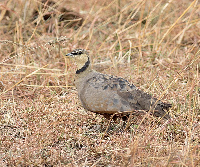 Male Yellow-throated Sandgrouse (Pterocles gutturalis) standing on the ground in Kenya. stock-image by Agami/Yoav Perlman,