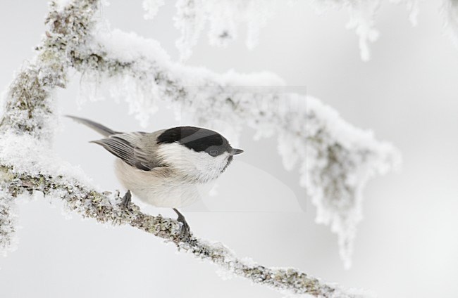 Matkop in de sneeuw; Willow Tit in the snow stock-image by Agami/Markus Varesvuo,