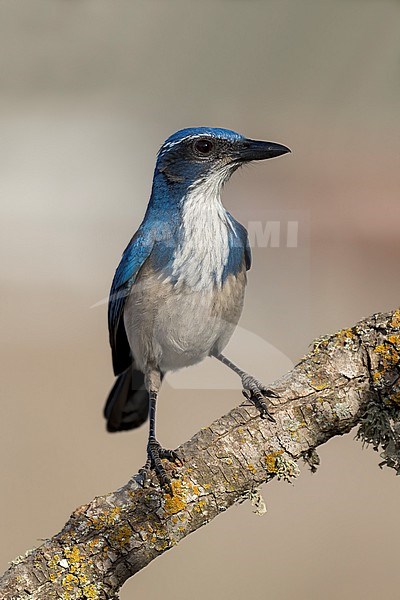 Adult
Santa Barbara Co., CA
November 2021 stock-image by Agami/Brian E Small,