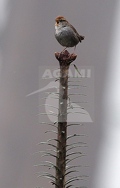 Singing Grey-sided bush warbler (Cettia brunnifrons) in Northeast-India. stock-image by Agami/James Eaton,