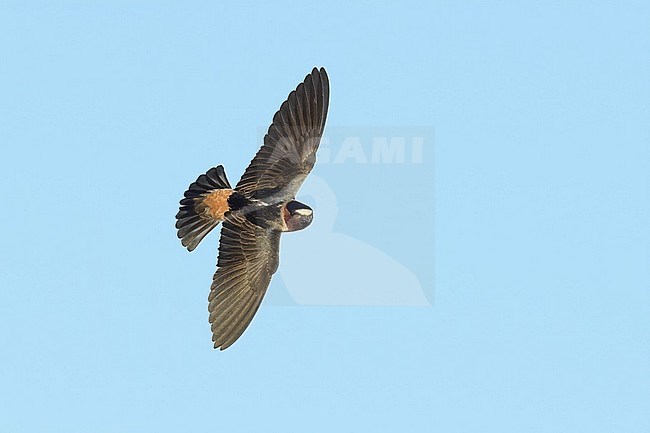 American Cliff Swallow (Petrochelidon pyrrhonota) in flight, seen from above. stock-image by Agami/Brian E Small,