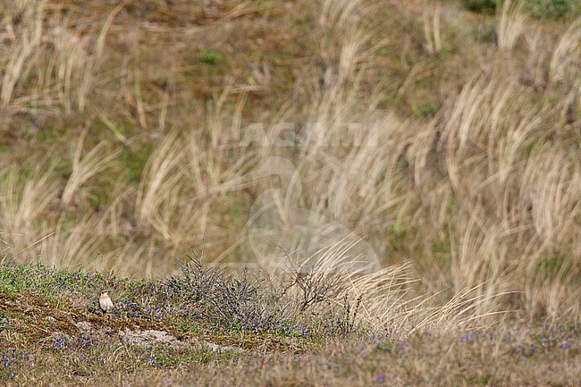 Northern Wheatear (Oenanthe oenanthe) in the coastal dunes of the island Vlieland in the Netherlands. Adult female standing on the ground in breeding habitat. stock-image by Agami/Marc Guyt,