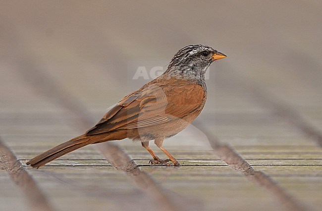 House Bunting (Emberiza sahari) near Marrakech, Morocco stock-image by Agami/Eduard Sangster,