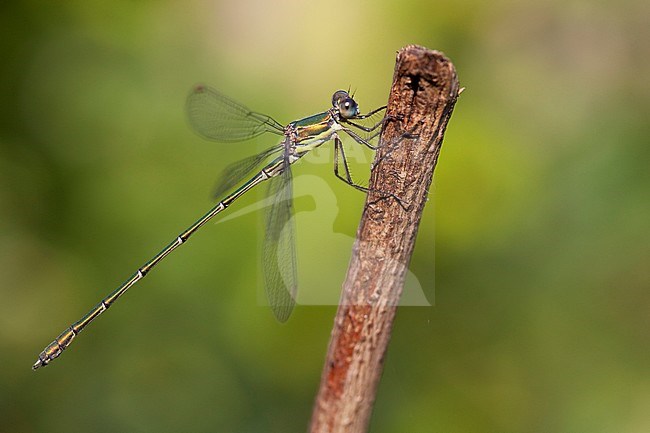 Imago Houtpantserjuffer; Adult Western Willow Spreadwing; stock-image by Agami/Fazal Sardar,