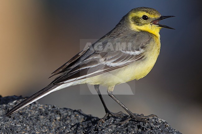 Roepende Citroenkwikstaart, Calling Citrine Wagtail stock-image by Agami/Daniele Occhiato,