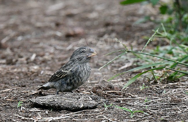 Medium Ground Finch (Geospiza fortis), St Cruz island. A Darwin Finch on the Galapagos islands. stock-image by Agami/Laurens Steijn,