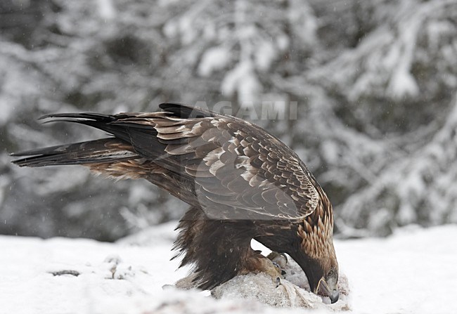 Steenarend zittend in de sneeuw op prooi; Golden Eagle perched in the snow on prey stock-image by Agami/Jari Peltomäki,