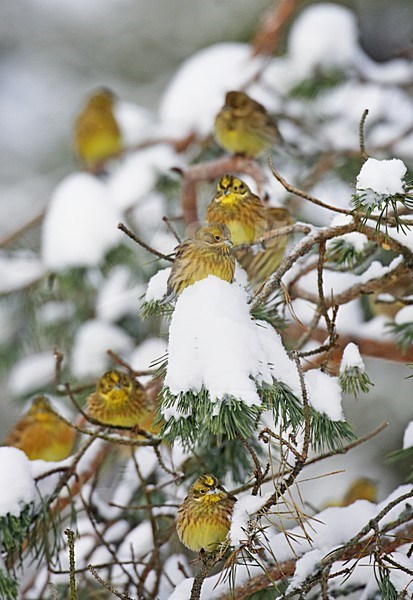 Groep volwassen Geelgors; Group of adult Yellowhammer stock-image by Agami/Markus Varesvuo,