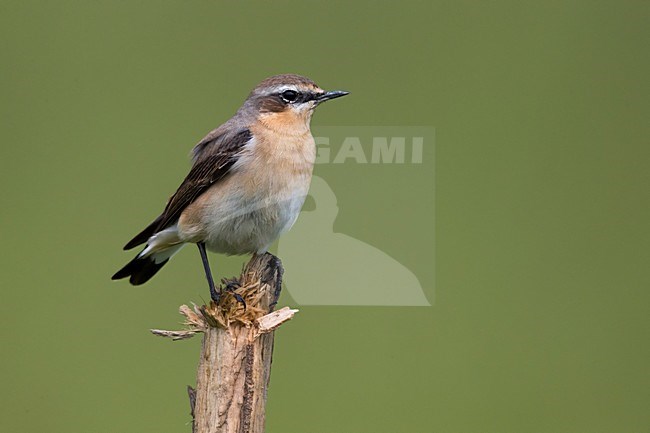 Tapuit; Northern Wheatear; stock-image by Agami/Daniele Occhiato,