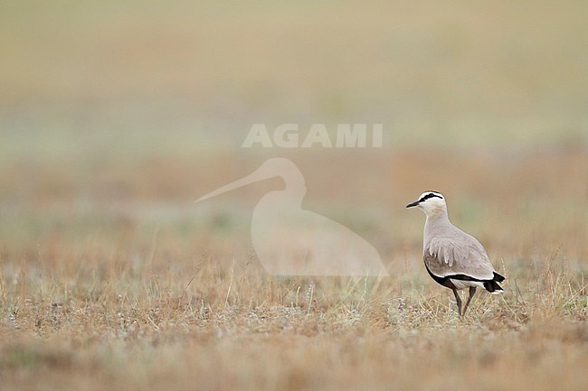 Sociable Lapwing - Steppenkiebitz - Vanellus gregarius, Kazakhstan, adult stock-image by Agami/Ralph Martin,