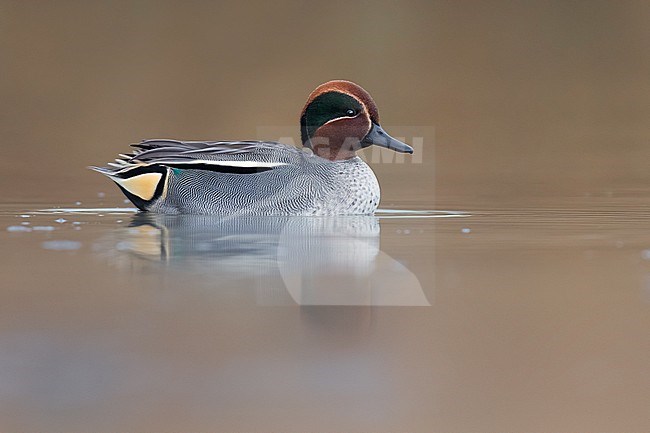 Eurasian Teal (Anas crecca) in Italy. stock-image by Agami/Daniele Occhiato,