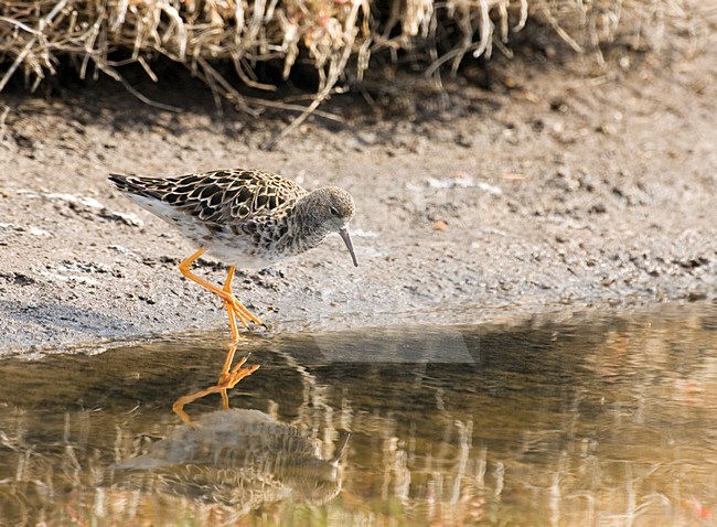 Foeragerende Kemphaan, Ruff foraging stock-image by Agami/Roy de Haas,