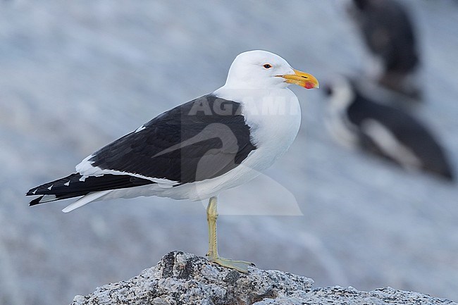 Kelp Gull (Larus dominicanus), side view of an adult standing on a rock, Western Cape, South Africa stock-image by Agami/Saverio Gatto,